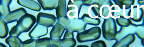 201303_costa.jpg