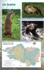 200505_loutres_1.jpg