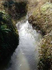 2008_PICRI_bievre_R1.jpg