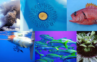201001_ird_indigo.jpg