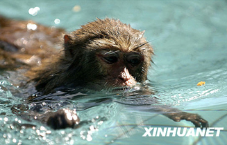 201001_singes_1.jpg