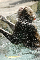 201001_singes_3.jpg