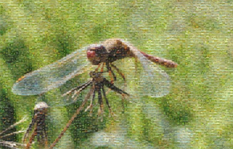 201201_ramsar.jpg
