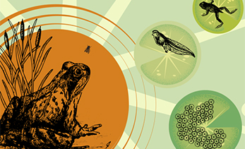 202503_frequenceGrenouille.jpg